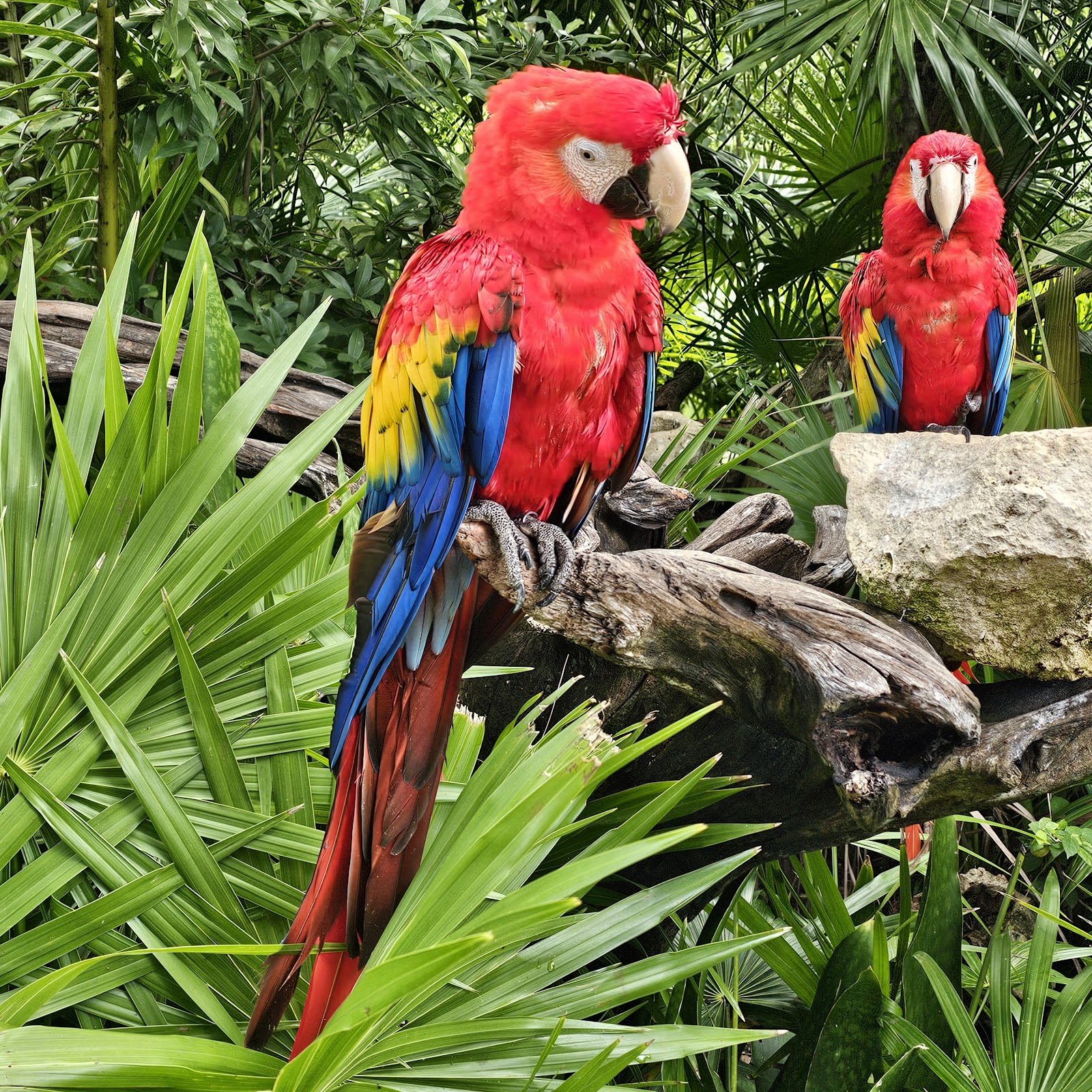 Trilha da Floresta Tropical — Oficiais