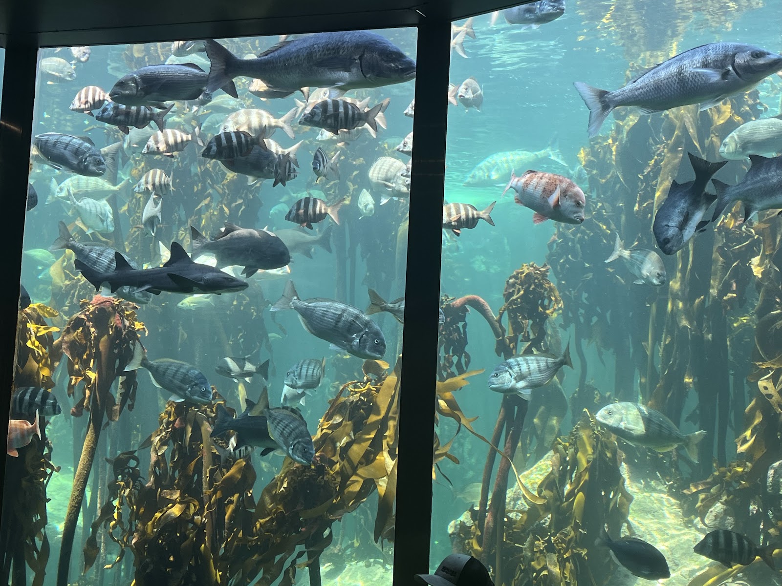 Two Oceans Aquarium — Oficiais