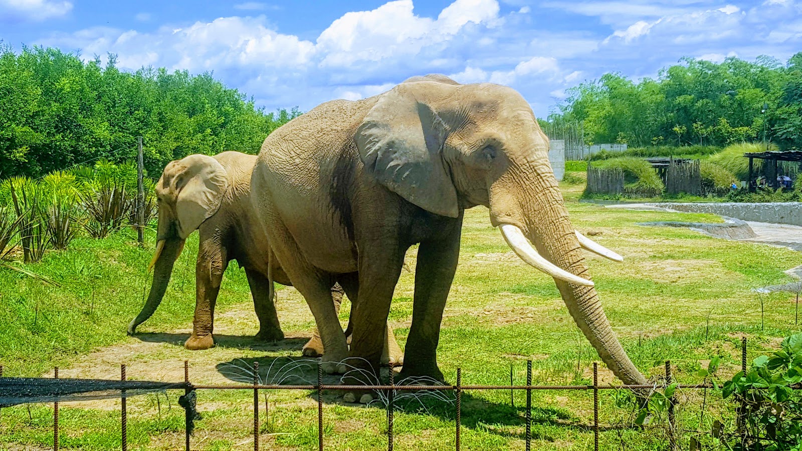 Ukumari Park — Oficiais