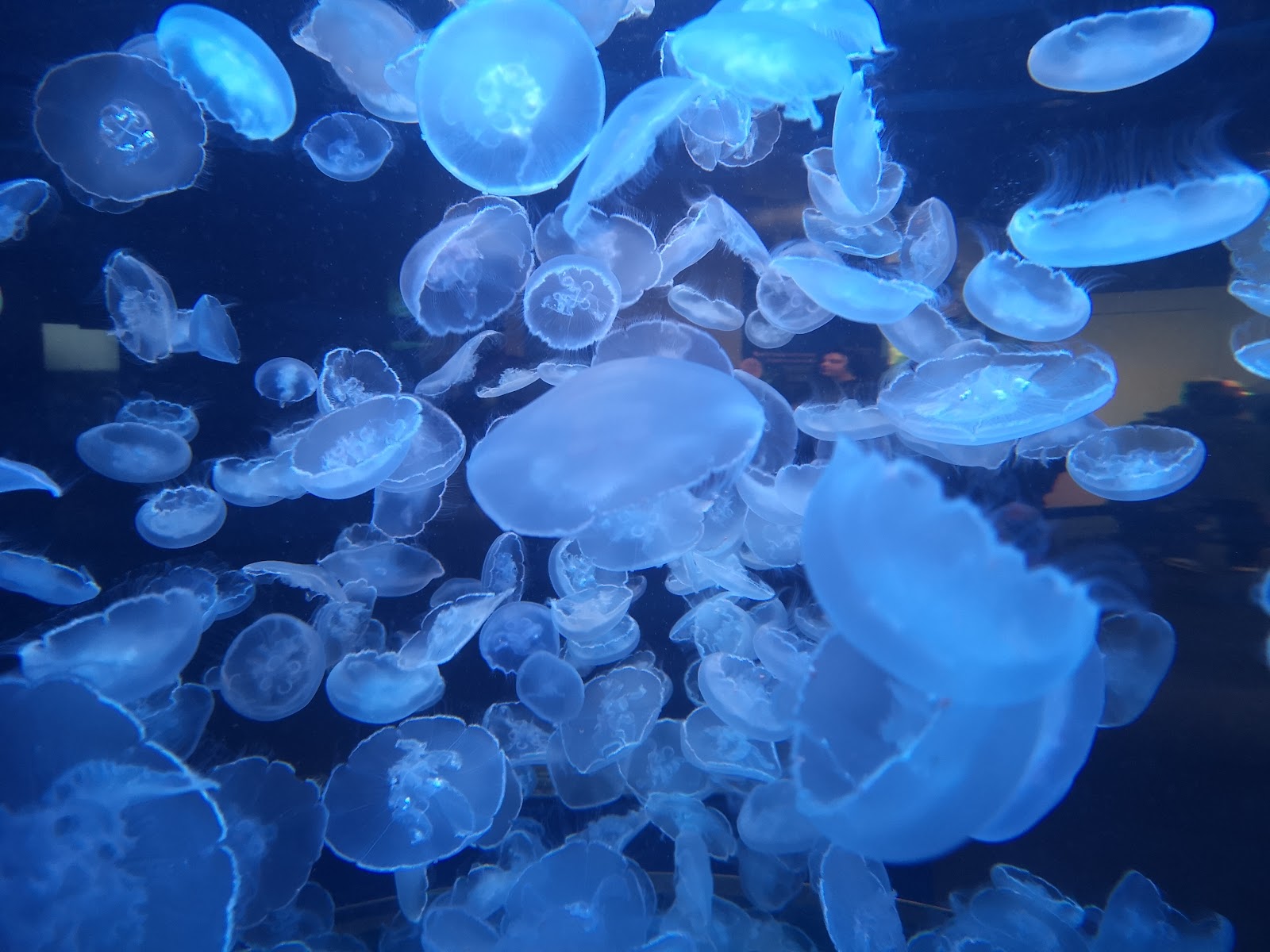 Vancouver Aquarium — Oficiais