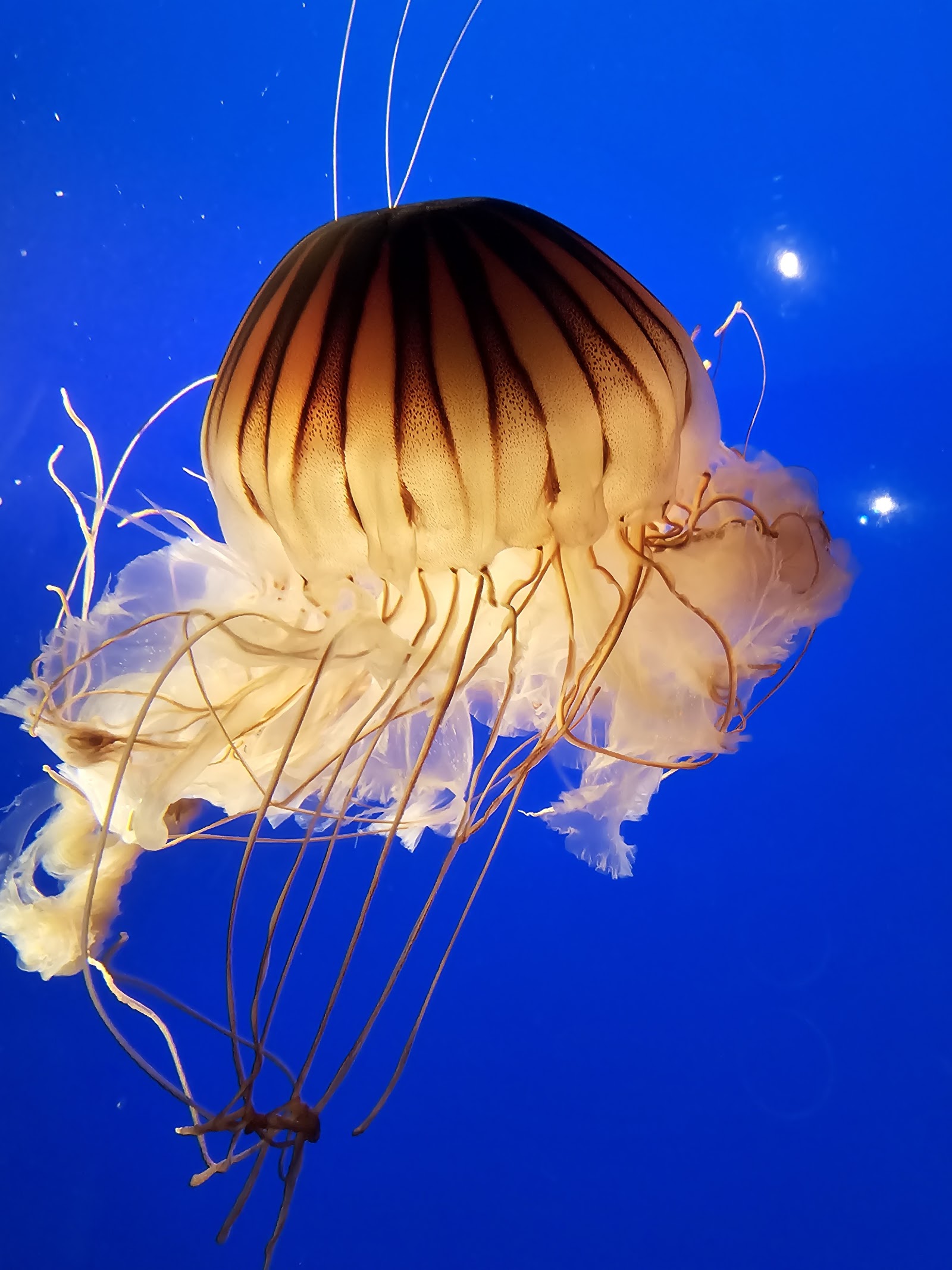 Vancouver Aquarium — Oficiais
