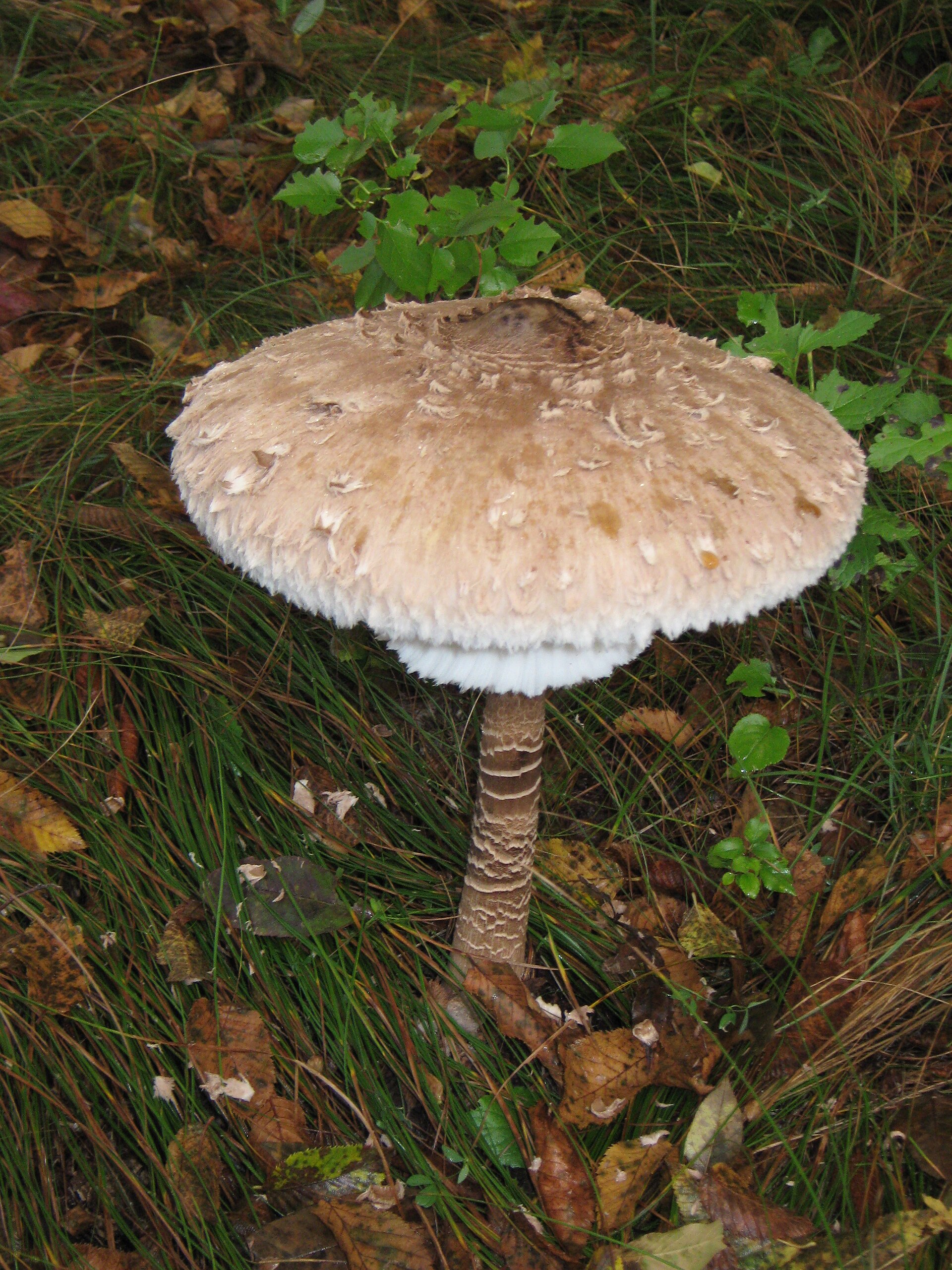 Voragine del Bosco di Basovizza