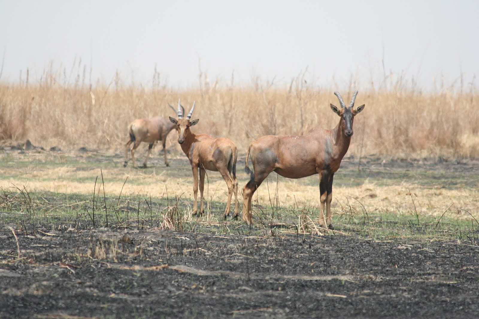 Waza National Park — Oficiais