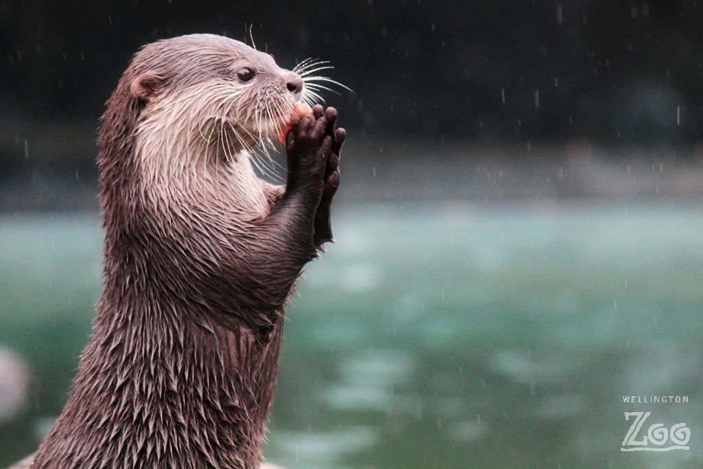 Wellington Zoo
