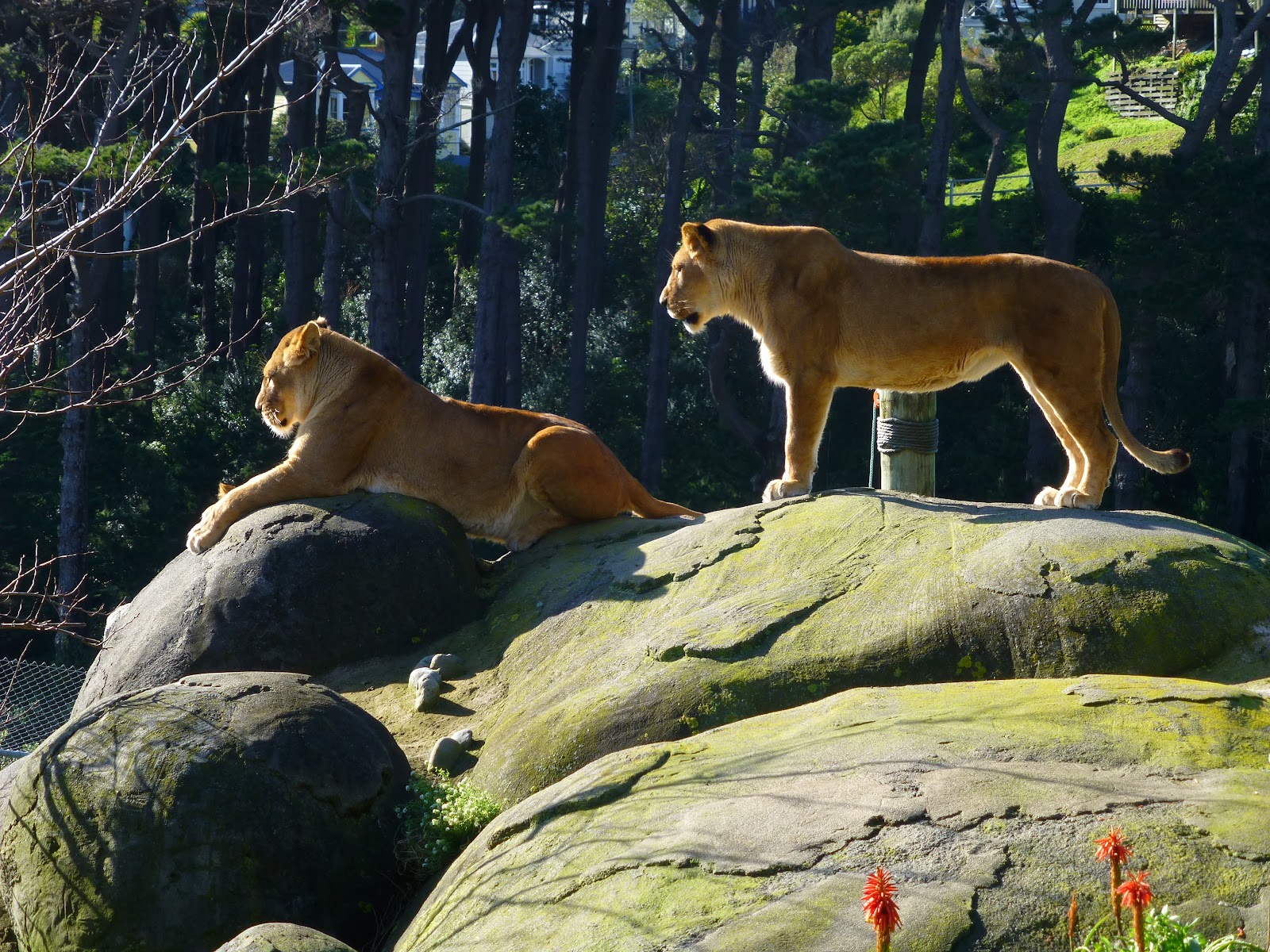 Wellington Zoo — Oficiais