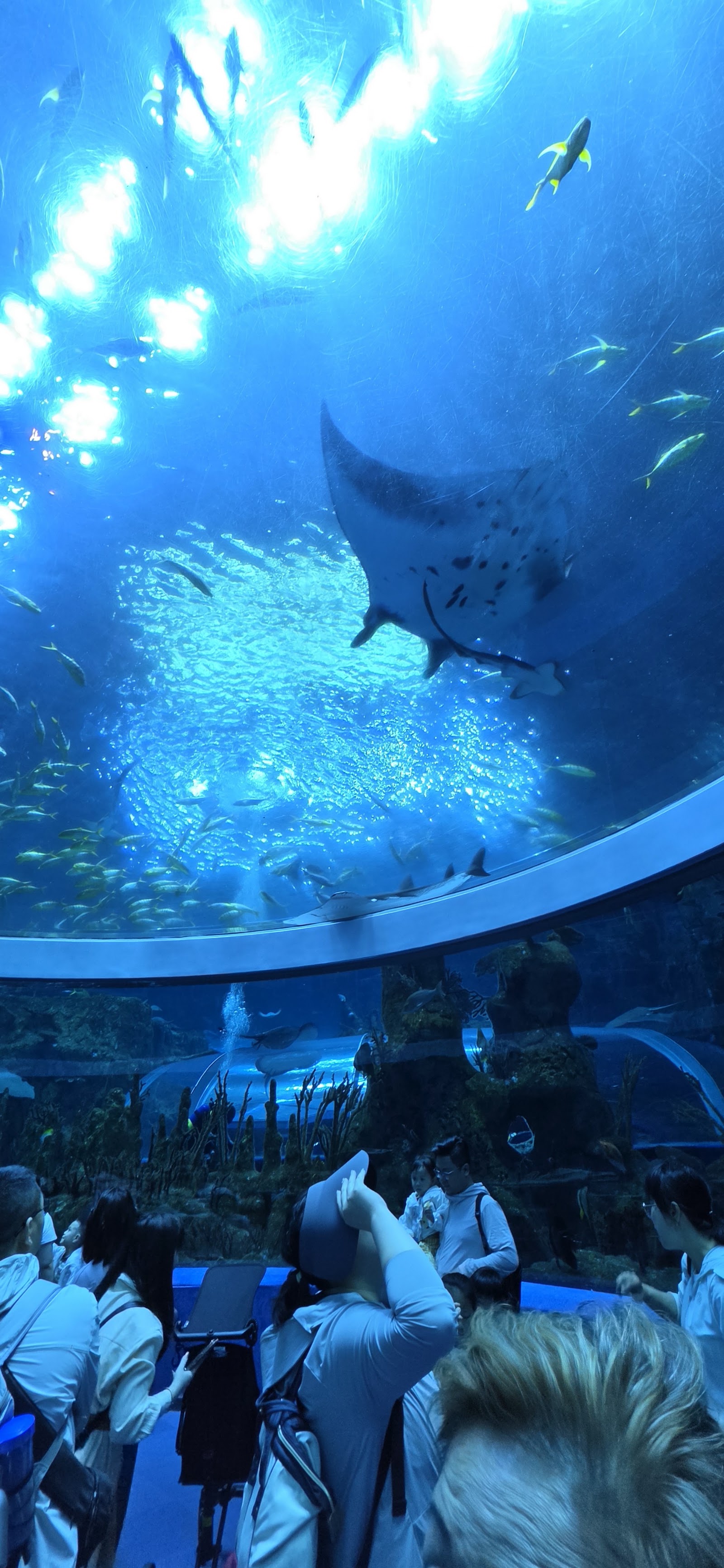 Whale Shark Buffet — Oficiais