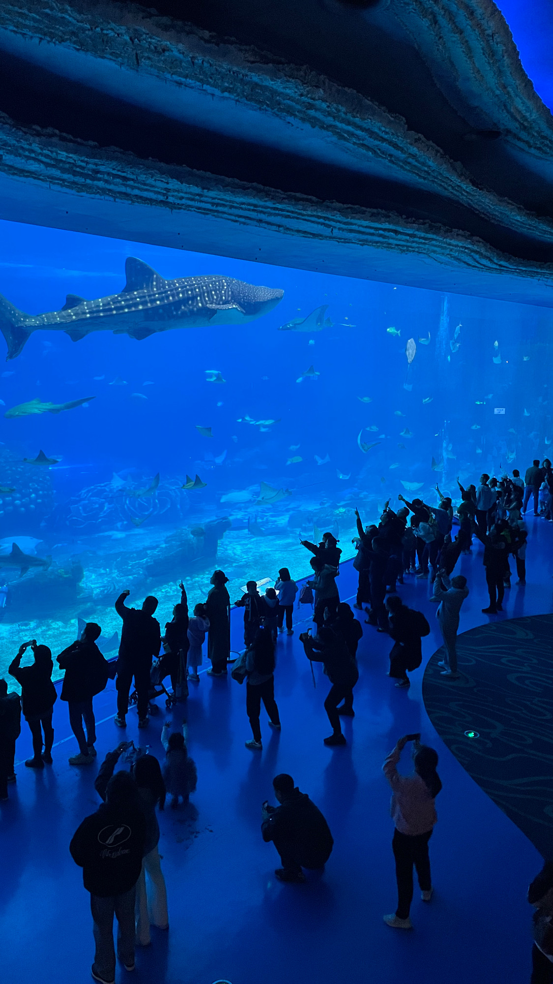 Whale Shark Buffet — Oficiais