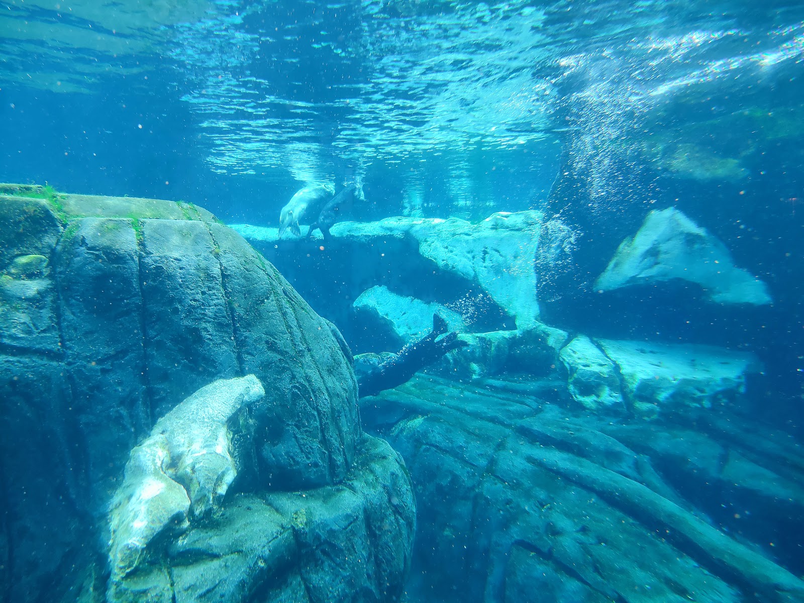 Wild Arctic