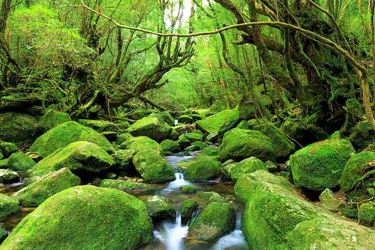 Yakushima — Oficiais