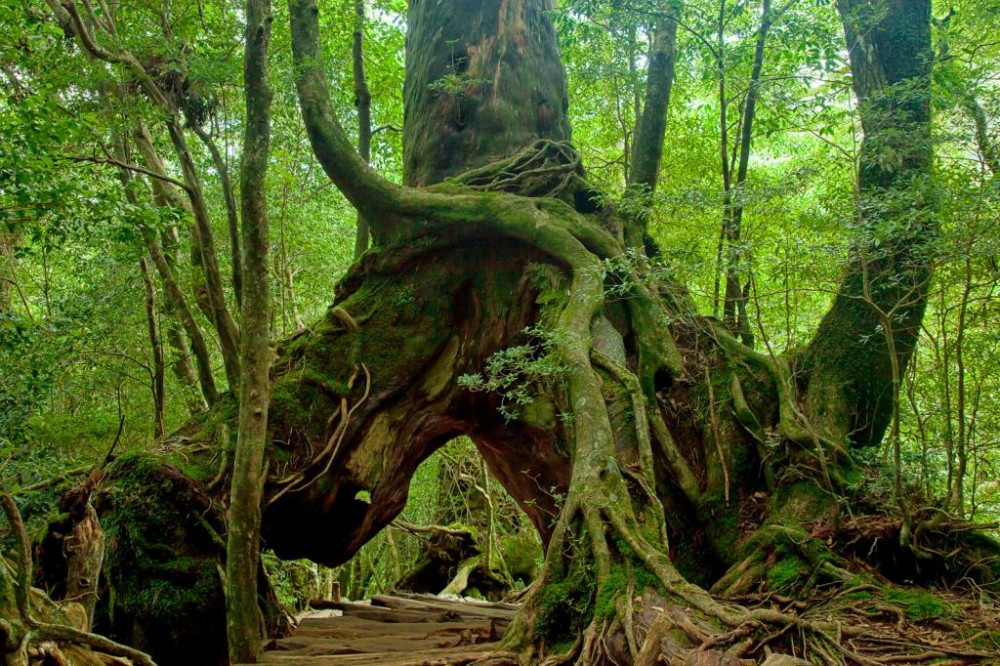 Yakushima — Oficiais