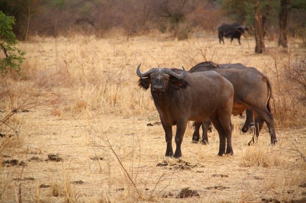 Zakouma National Park — Oficiais