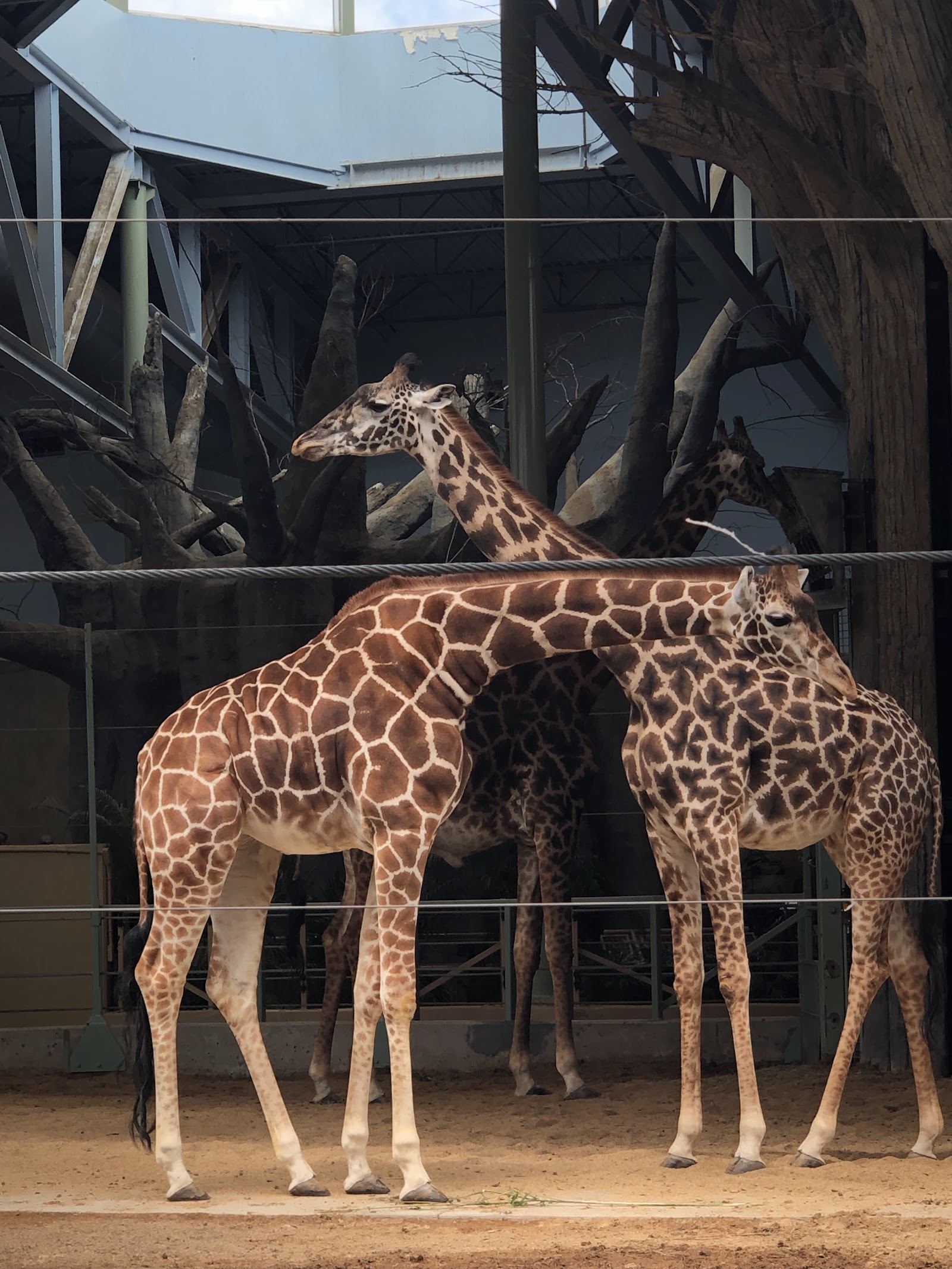 Zoo de Calgary — Oficiais