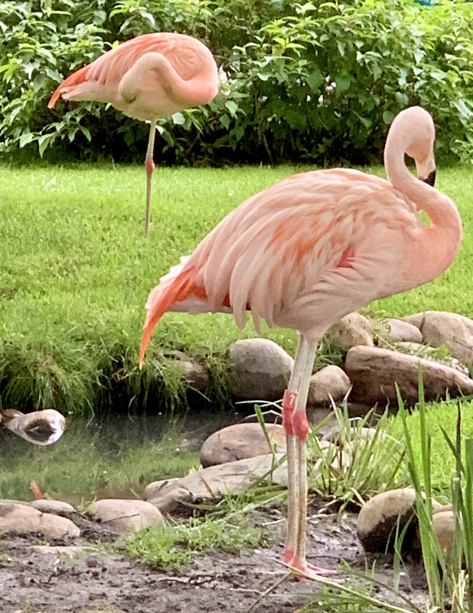 Zoo de Calgary — Oficiais