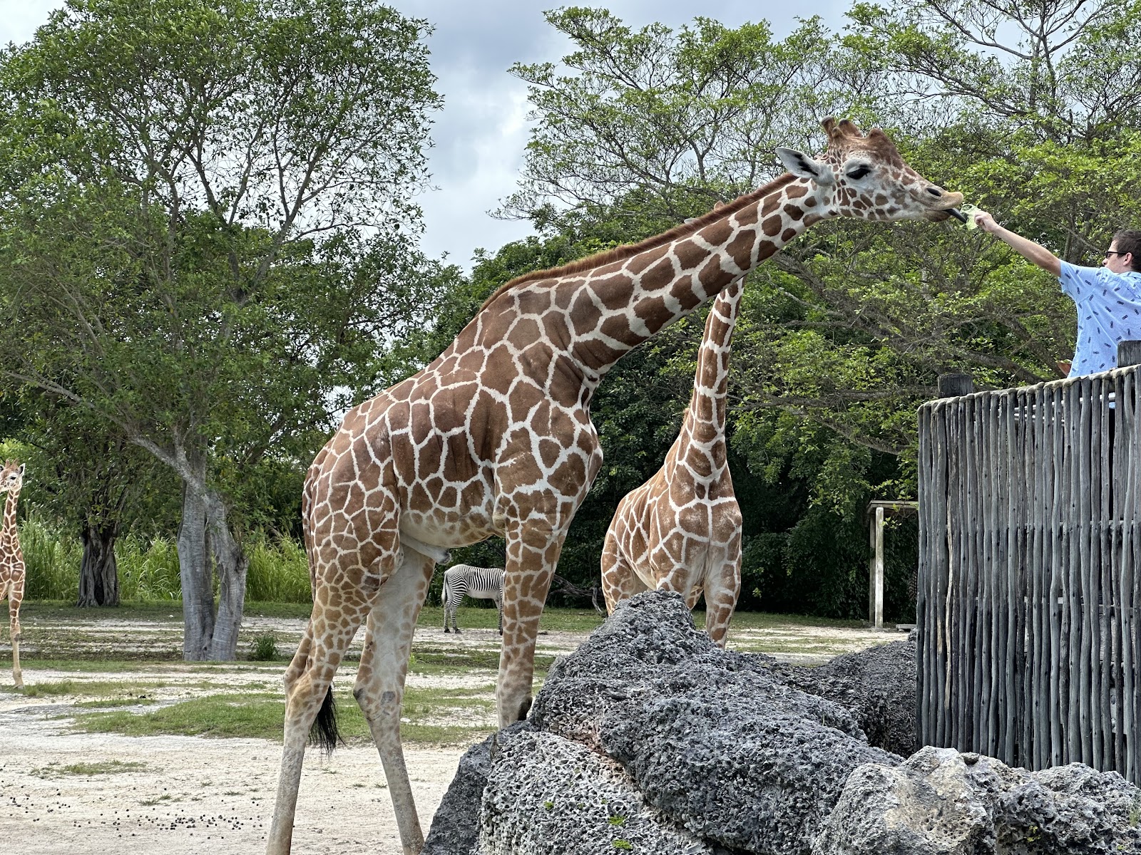 Zoo de Miami — Oficiais