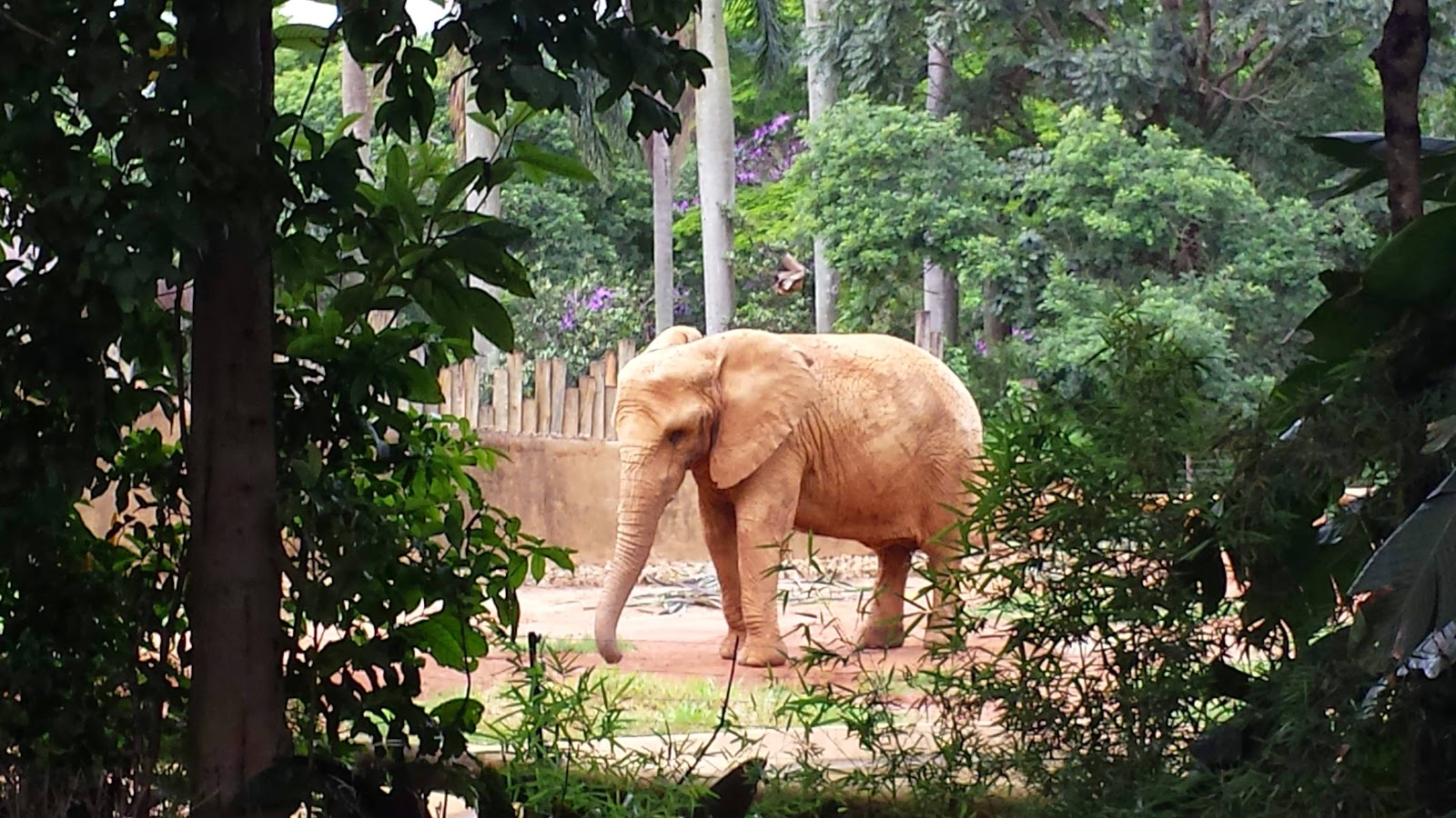 Zoo São Paulo — Oficiais