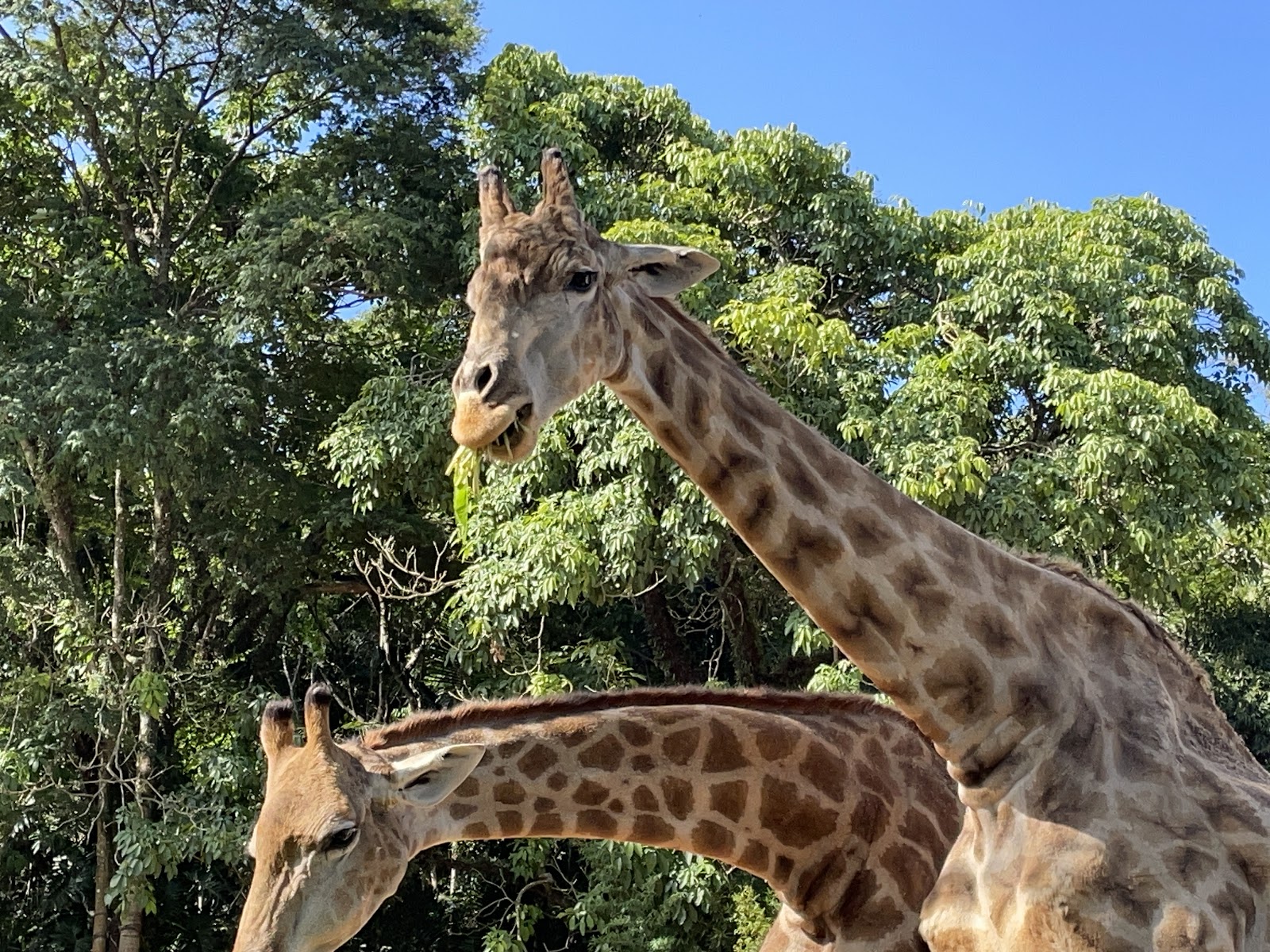 Zoo São Paulo — Oficiais