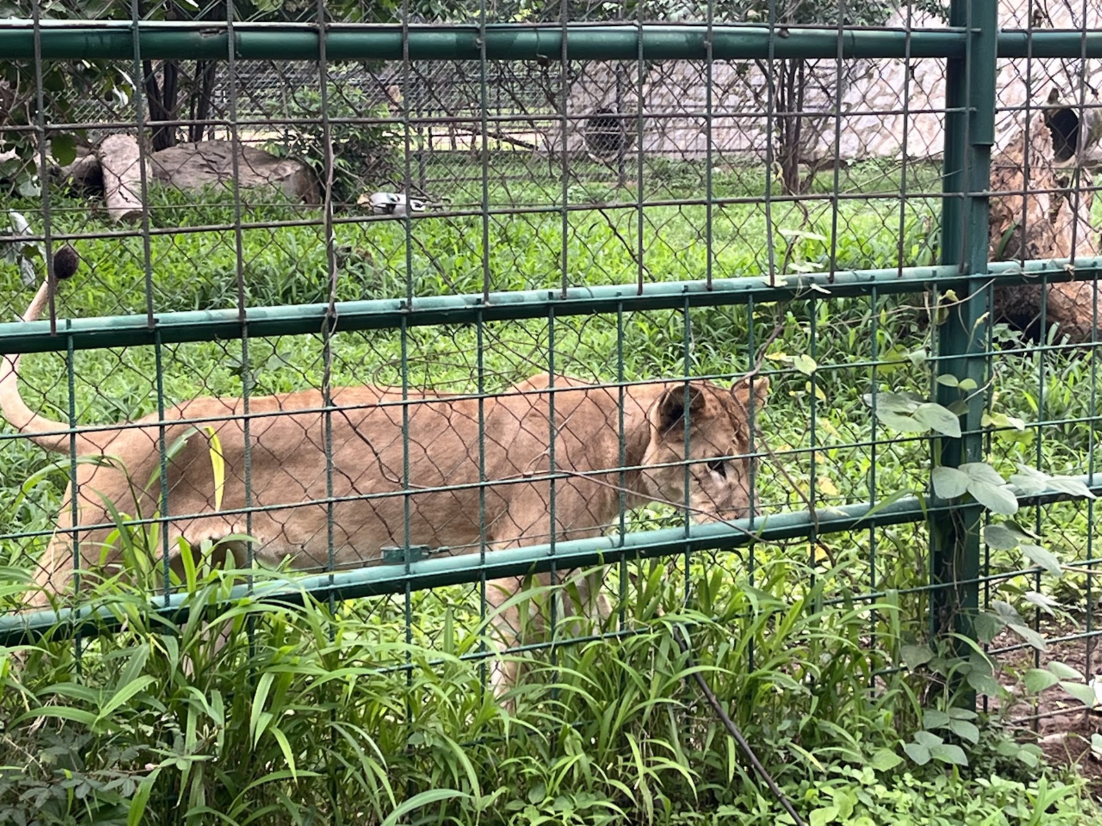 Zoological park — Oficiais