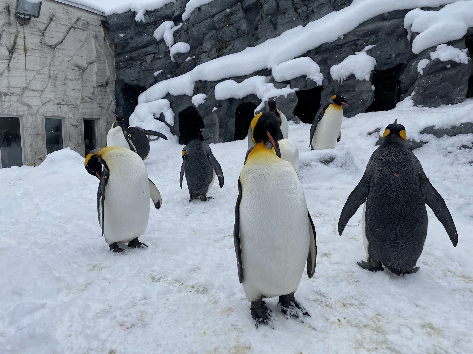 Zoológico de Asahiyama