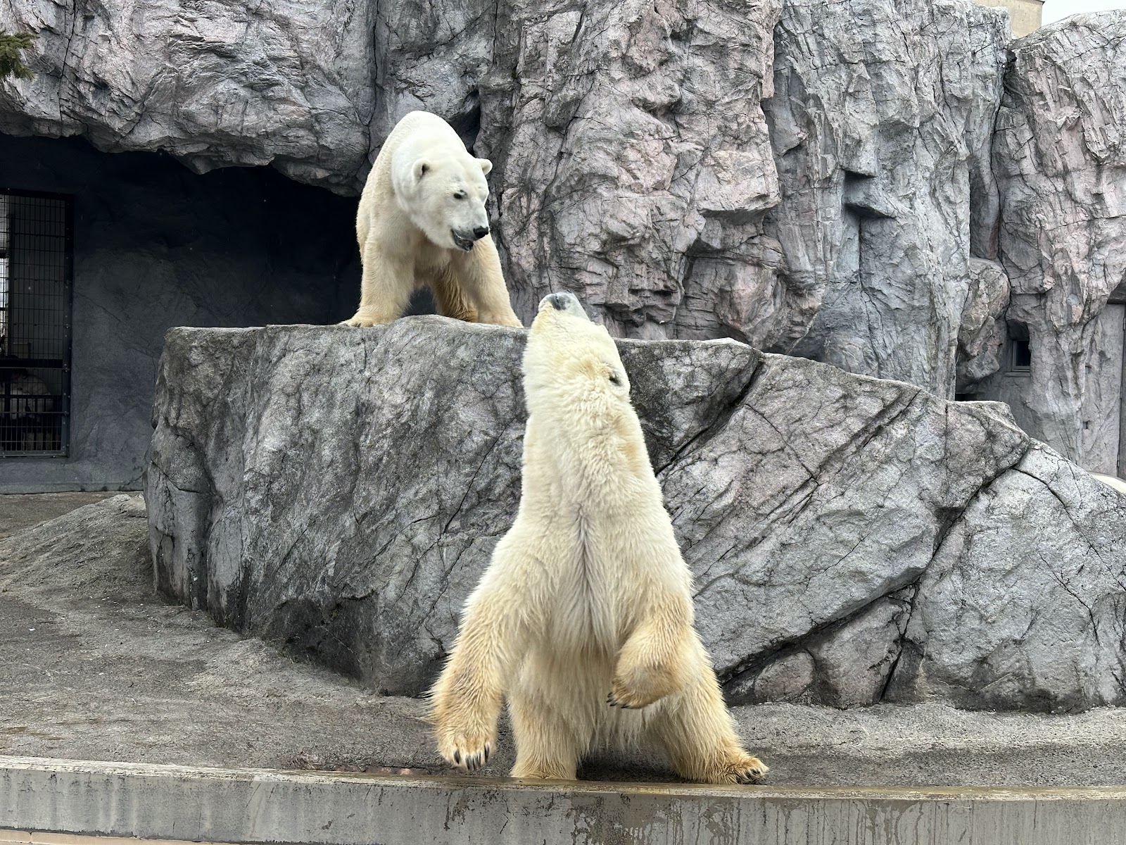 Zoológico de Asahiyama — Oficiais