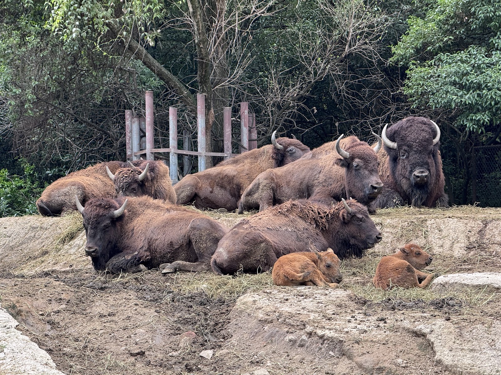 Zoológico de Chapultepec — Oficiais