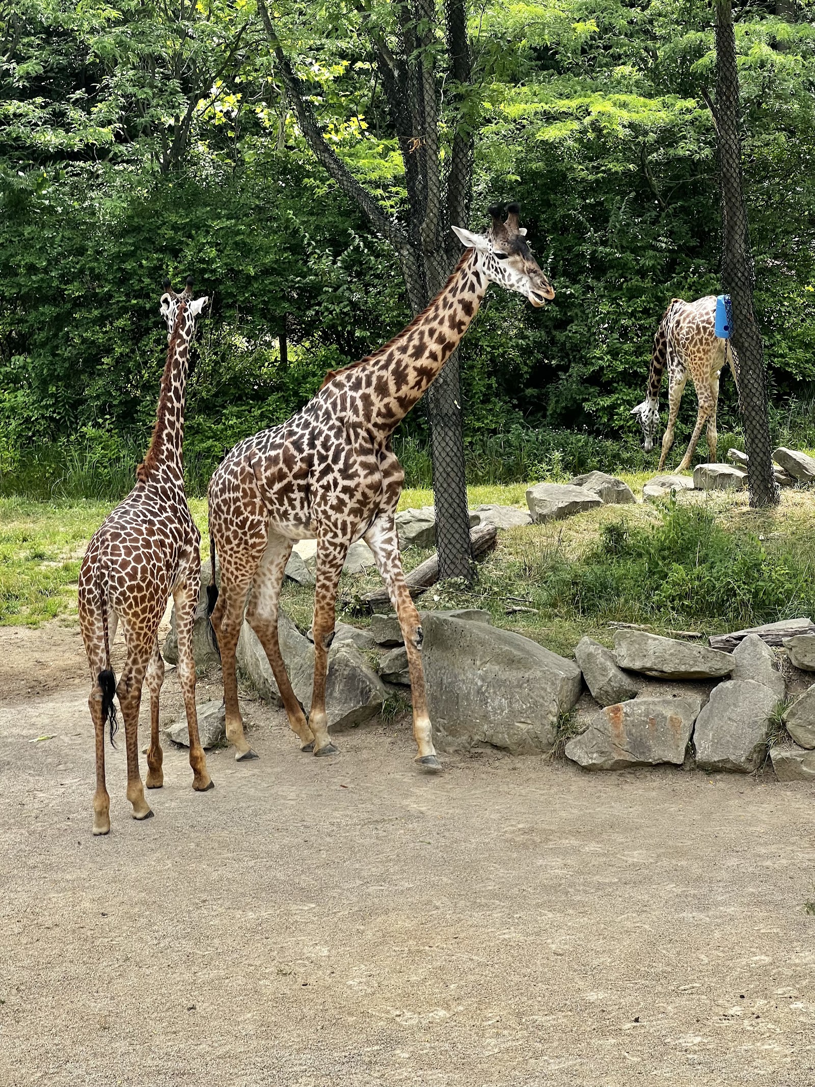 Zoológico de Cincinnati — Oficiais