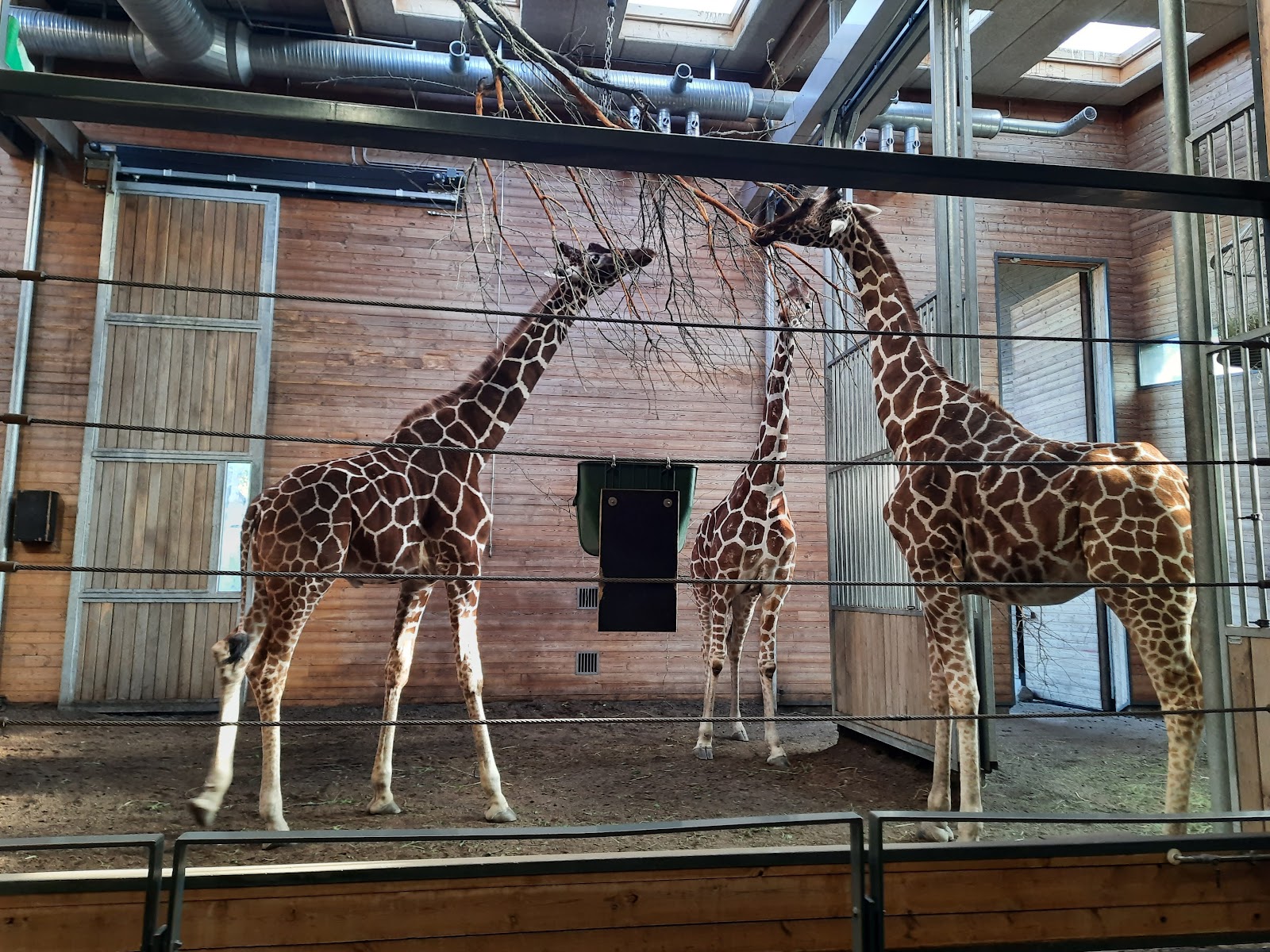 Zoológico de Copenhague — Oficiais