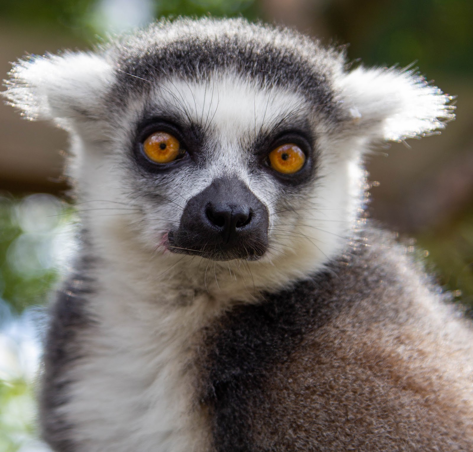 Zoológico de Londres — Oficiais