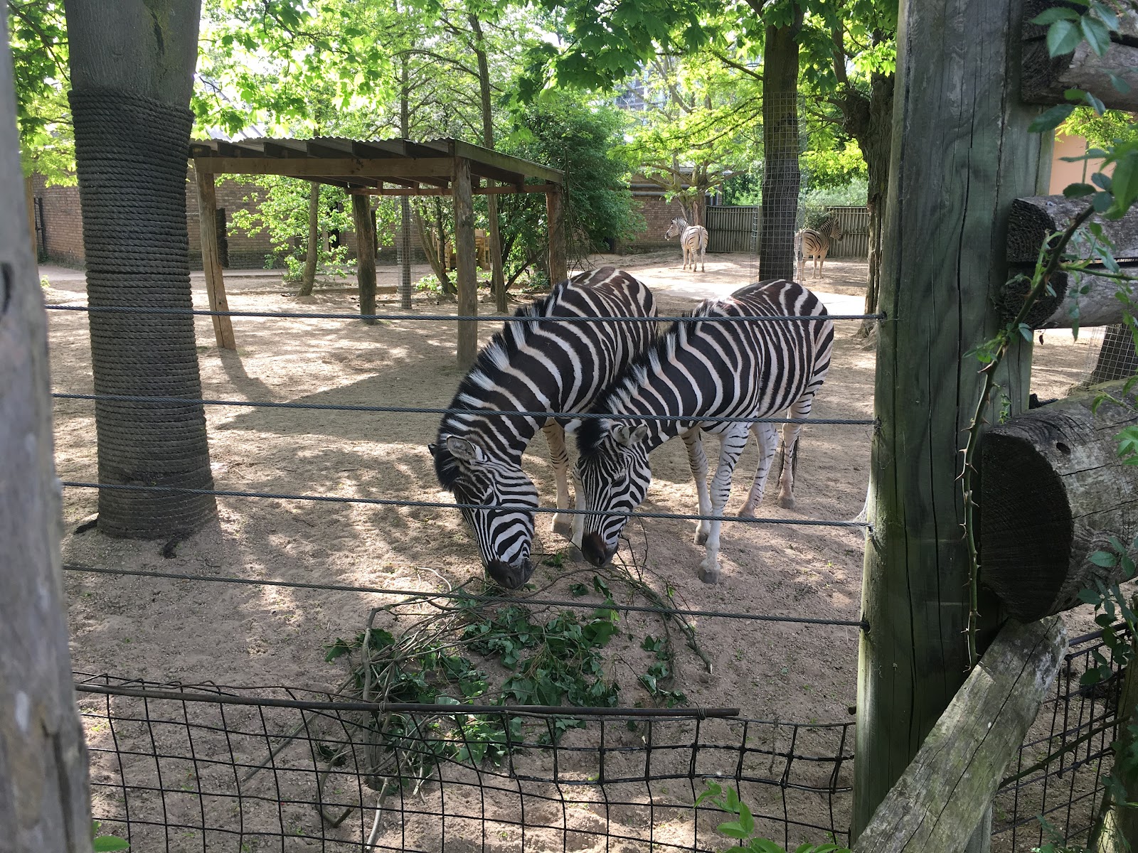 Zoológico de Londres — Oficiais