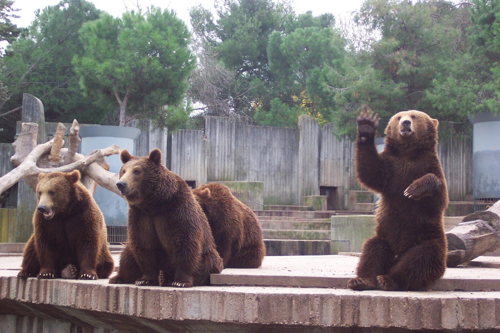 Zoológico de Madrid