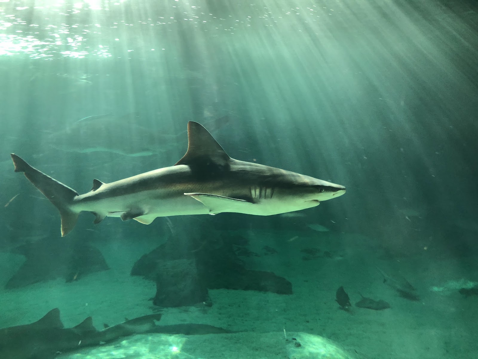 Zoológico de Madrid — Oficiais