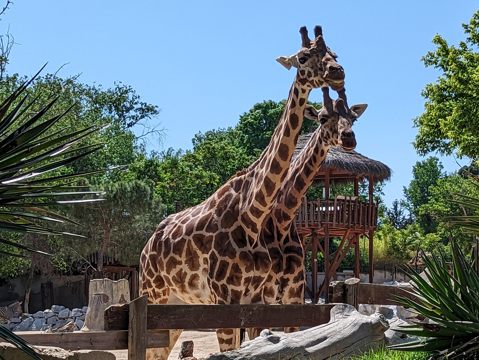 Zoológico de Madrid — Oficiais