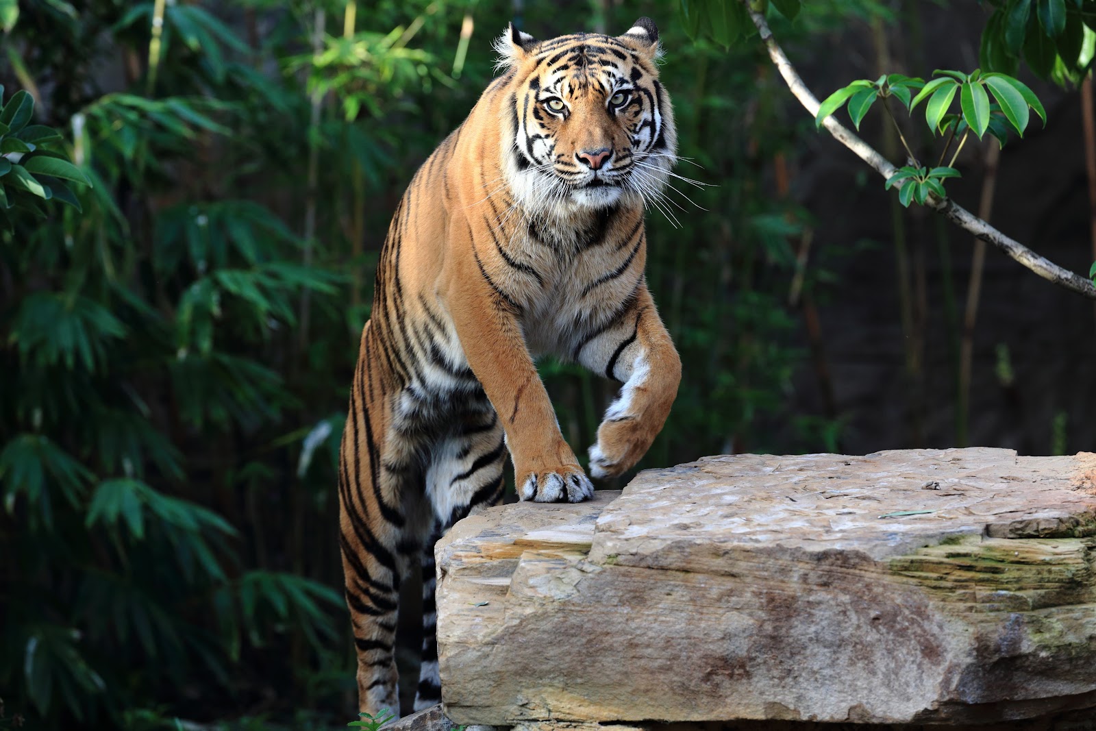 Zoológico de Melbourne — Oficiais