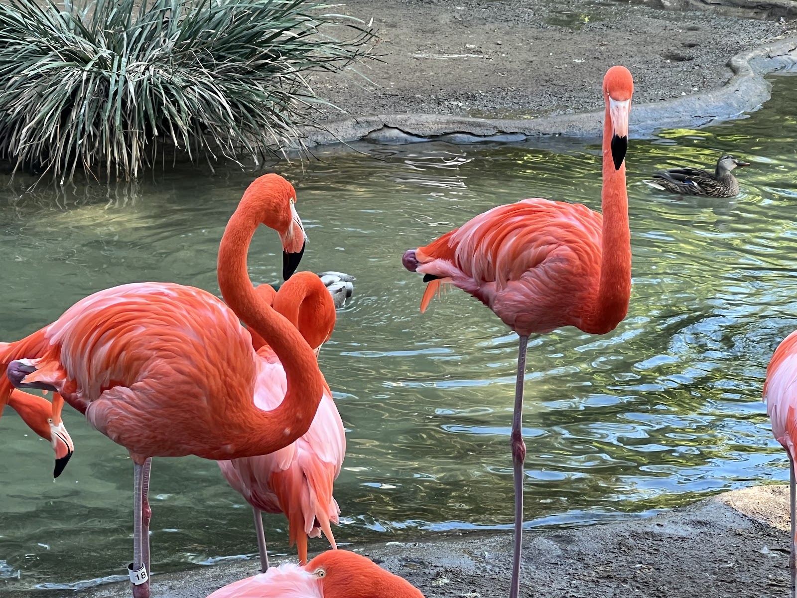 Zoológico de San Diego — Oficiais