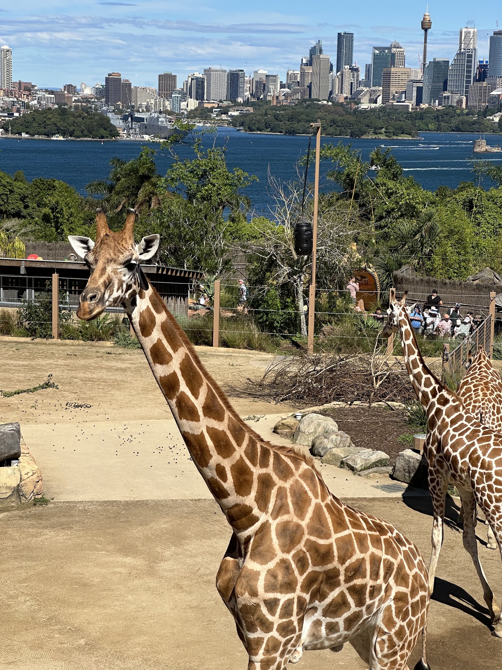 Zoológico de Taronga — Oficiais