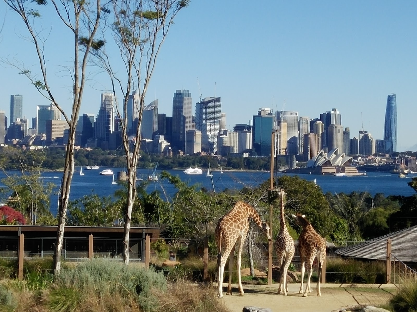 Zoológico de Taronga — Oficiais
