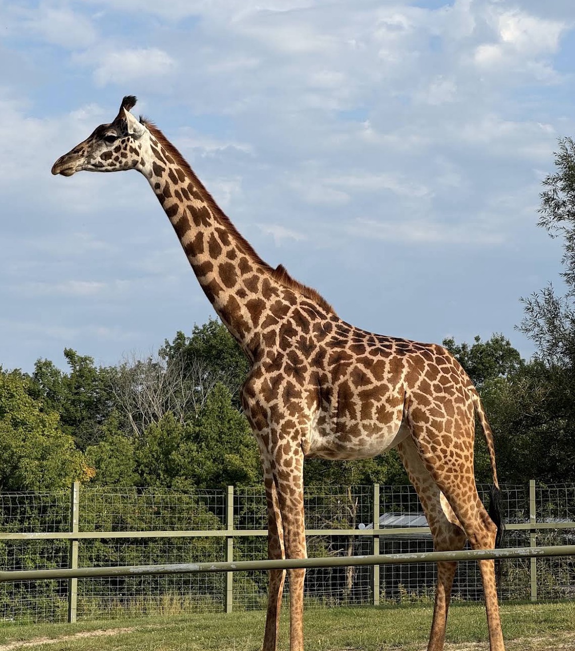 Zoológico de Toronto — Oficiais