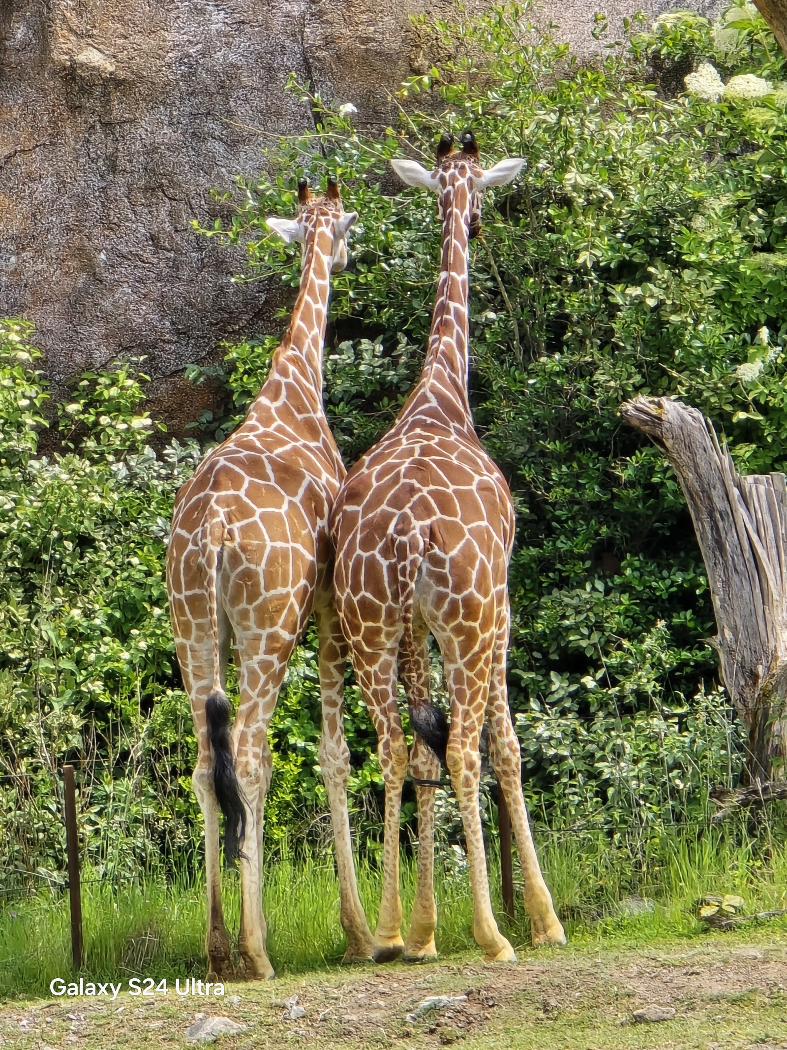 Zoológico de Zurique — Oficiais