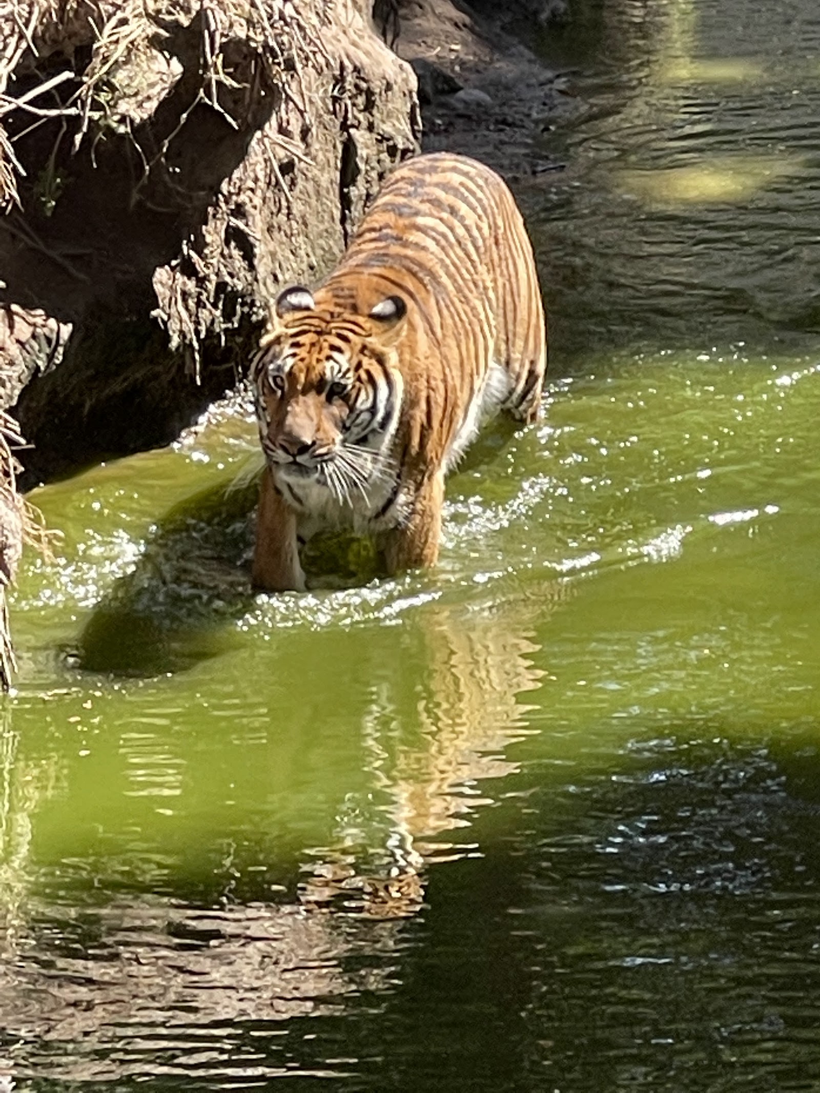 Zoologico Guadalajara — Oficiais