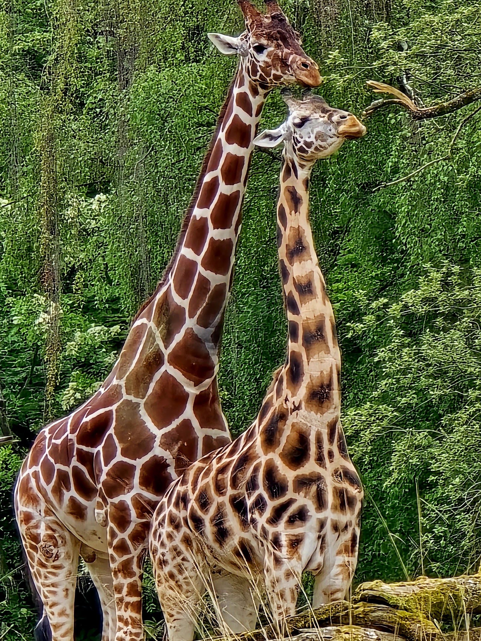 Zoológico Woodland Park — Oficiais