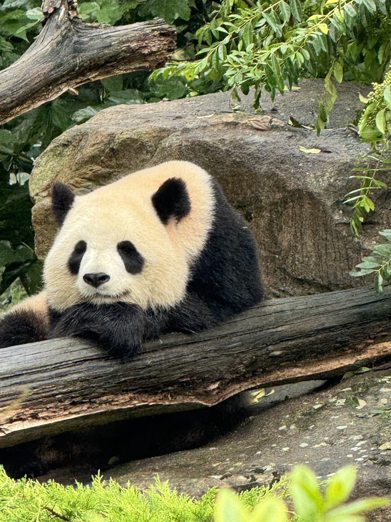 ZooParc de Beauval — Oficiais