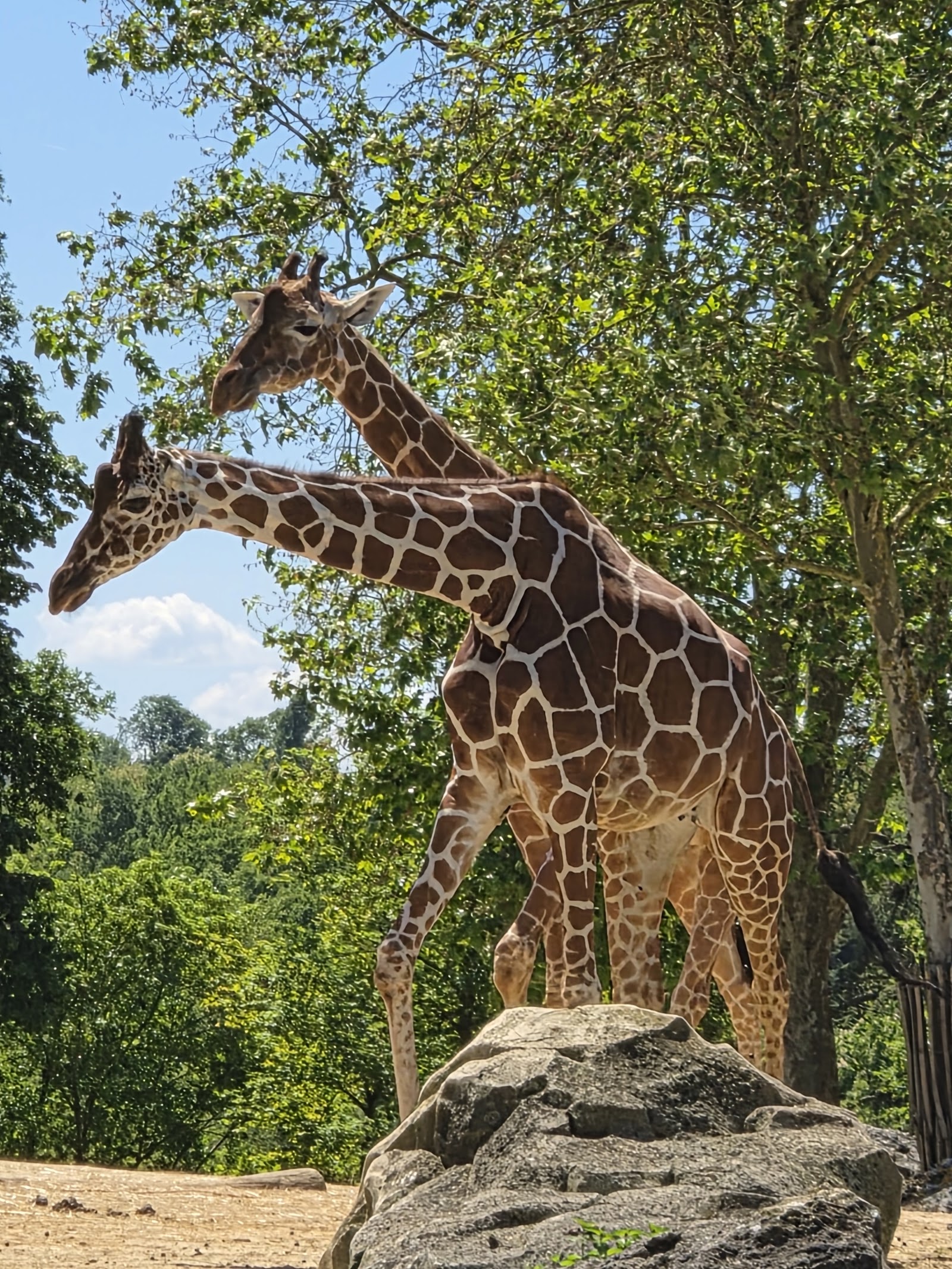 ZooParc de Beauval — Oficiais