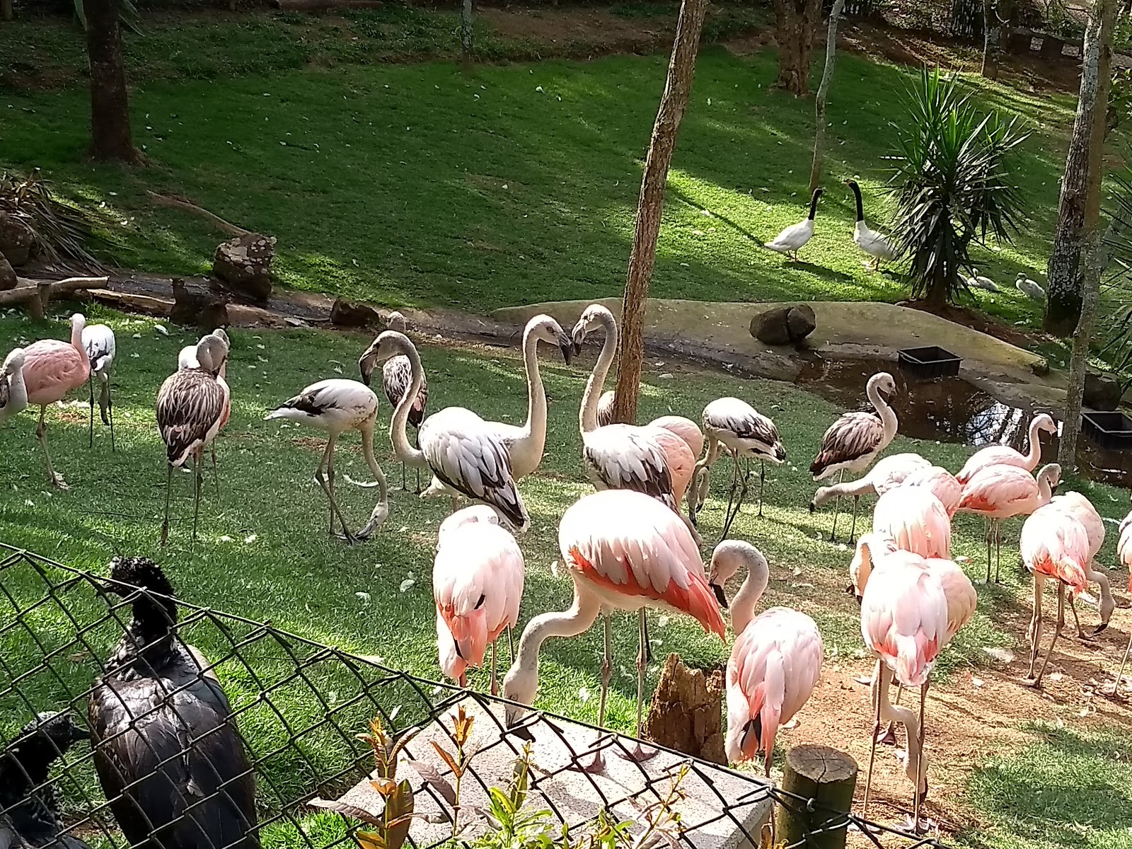 Zooparque Itatiba — Oficiais