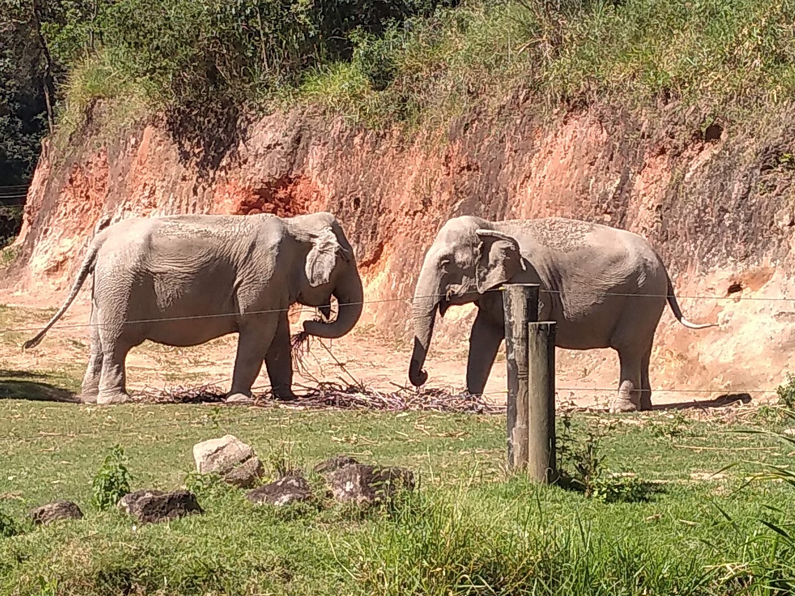 Zooparque Itatiba — Oficiais